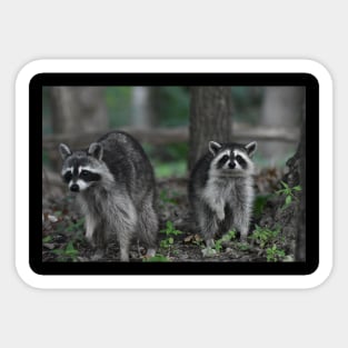 Pair of Raccoons Sticker